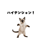 飲み会を爆上げする猫（個別スタンプ：11）