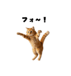 飲み会を爆上げする猫（個別スタンプ：16）