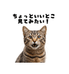 飲み会を爆上げする猫（個別スタンプ：19）