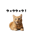飲み会を爆上げする猫（個別スタンプ：20）