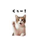 飲み会を爆上げする猫（個別スタンプ：21）