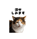 飲み会を爆上げする猫（個別スタンプ：28）
