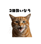 飲み会を爆上げする猫（個別スタンプ：35）