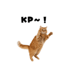 飲み会を爆上げする猫（個別スタンプ：36）