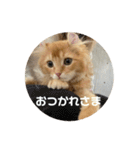 Helloカブくん（個別スタンプ：3）