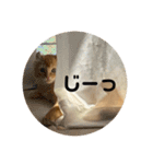 Helloカブくん（個別スタンプ：5）