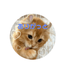 Helloカブくん（個別スタンプ：6）