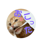Helloカブくん（個別スタンプ：7）
