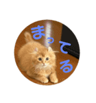 Helloカブくん（個別スタンプ：8）