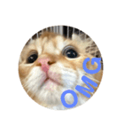 Helloカブくん（個別スタンプ：12）