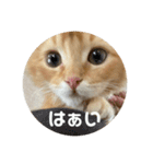 Helloカブくん（個別スタンプ：13）