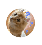 Helloカブくん（個別スタンプ：14）