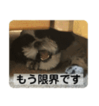 働く犬のスタンプ（個別スタンプ：2）