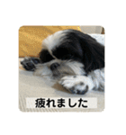 働く犬のスタンプ（個別スタンプ：4）