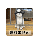 働く犬のスタンプ（個別スタンプ：6）