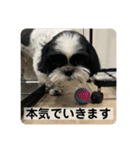 働く犬のスタンプ（個別スタンプ：10）