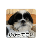 働く犬のスタンプ（個別スタンプ：11）