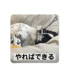 働く犬のスタンプ（個別スタンプ：12）