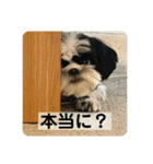 働く犬のスタンプ（個別スタンプ：13）