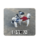 働く犬のスタンプ（個別スタンプ：14）