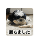 働く犬のスタンプ（個別スタンプ：15）
