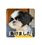 働く犬のスタンプ（個別スタンプ：16）