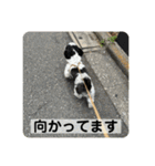 働く犬のスタンプ（個別スタンプ：19）