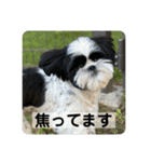 働く犬のスタンプ（個別スタンプ：20）