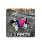 働く犬のスタンプ（個別スタンプ：22）