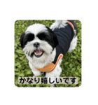 働く犬のスタンプ（個別スタンプ：23）