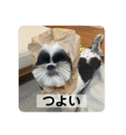 働く犬のスタンプ（個別スタンプ：24）