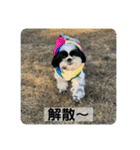働く犬のスタンプ（個別スタンプ：25）
