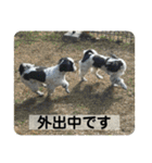 働く犬のスタンプ（個別スタンプ：29）