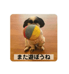 働く犬のスタンプ（個別スタンプ：31）