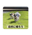 働く犬のスタンプ（個別スタンプ：33）
