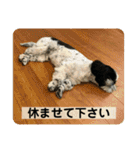 働く犬のスタンプ（個別スタンプ：34）