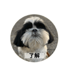働く犬のスタンプ（個別スタンプ：39）