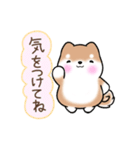 まるまる豆柴の家族連絡専用スタンプ（個別スタンプ：3）
