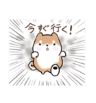 まるまる豆柴の家族連絡専用スタンプ（個別スタンプ：13）