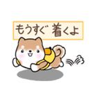 まるまる豆柴の家族連絡専用スタンプ（個別スタンプ：15）