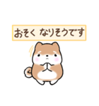 まるまる豆柴の家族連絡専用スタンプ（個別スタンプ：26）