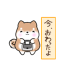 まるまる豆柴の家族連絡専用スタンプ（個別スタンプ：27）