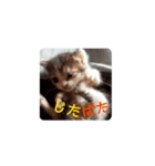 動画でGO☆（個別スタンプ：3）