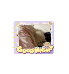 動く！我が家のシフォンさんスタンプ（個別スタンプ：3）