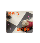 動く！我が家のシフォンさんスタンプ（個別スタンプ：5）