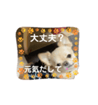 動く！我が家のシフォンさんスタンプ（個別スタンプ：11）