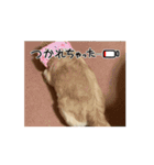 動く！我が家のシフォンさんスタンプ（個別スタンプ：13）