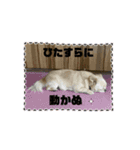 動く！我が家のシフォンさんスタンプ（個別スタンプ：14）