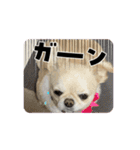 動く！我が家のシフォンさんスタンプ（個別スタンプ：15）