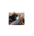 私の可愛いレオ君スタンプ（個別スタンプ：2）